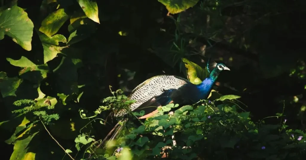 Dumna Nature Reserve Park Jabalpur 