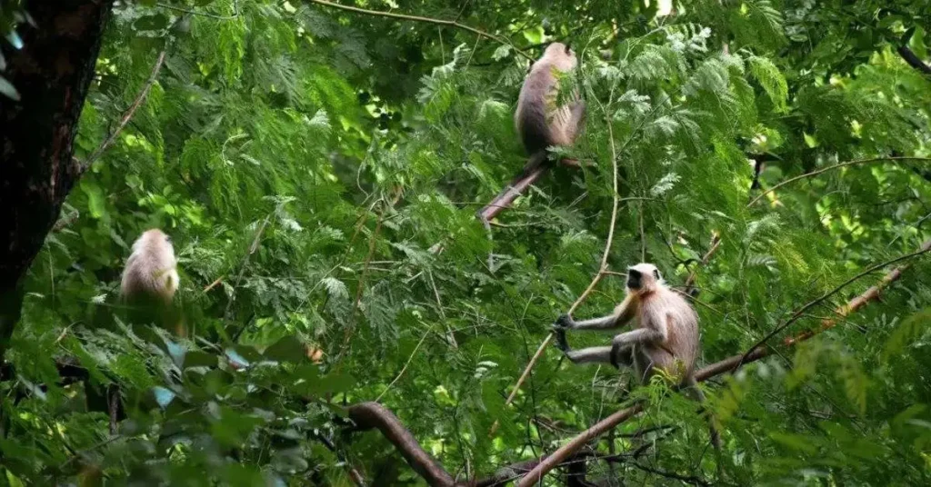 Dumna Nature Reserve Park Jabalpur 